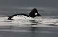 Brilduikers _ Feb. 2013 _ 00